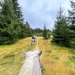 Turystyka konna w regionie: stadniny i ścieżki jeździeckie