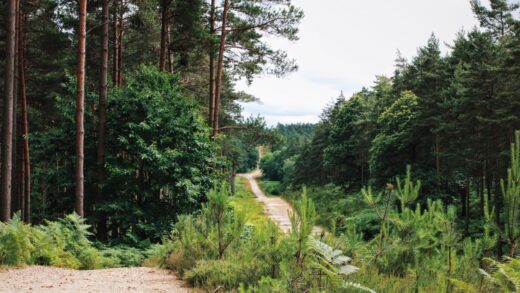Rezerwaty przyrody w województwie świętokrzyskim – co chronią i dlaczego